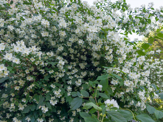 Bush of the blooming jasmine in overcast morning, fragment