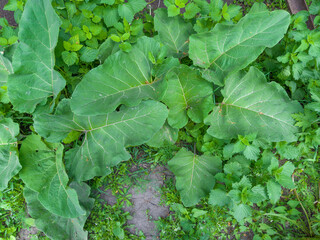 Leaves of young burdocks among different grass in overcast day