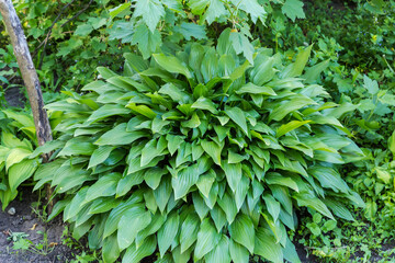Bush of cultivated hosta with green leaves, selective focus
