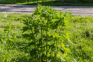 Bush of the young motherwort on meadow in evening light