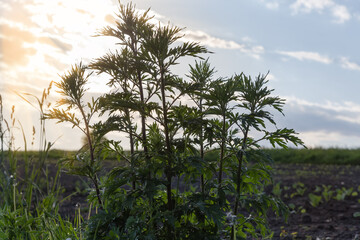 Obraz premium Young mugwort stems against the sky in evening light backlit