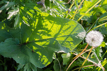 Leaf of burdock among the different grass in evening light