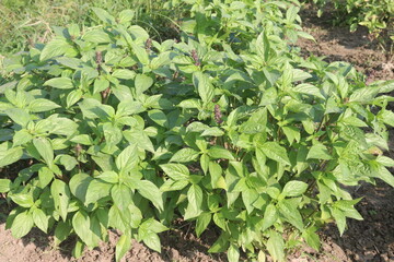 sweet basil plant on nursery