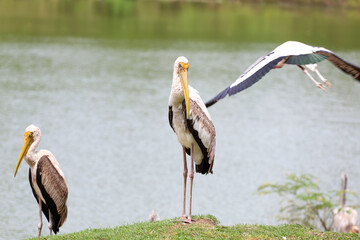 The Painted Stork bird (Mycteria leucocephala) in garden