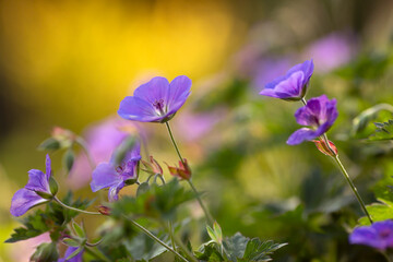 Fioletowe kwiaty Bodziszka Rozanne.  © mycatherina