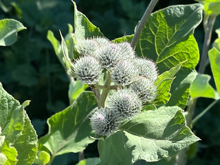 burdock flowers and leaves natural background