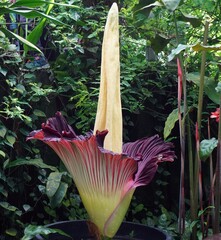 Majestic Bloom of the Corpse Flower