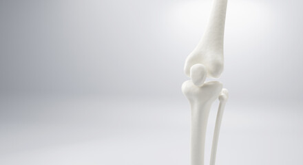 3D Bone knee joint, Healthy human skeleton anatomy isolated on soft background. 3d rendering.