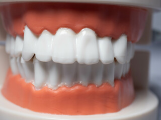 Human mouth and teeth model usually used by dentist for explain about tooth to patient