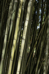 Gros plan de la canne du bambou Phyllostachys nuda