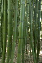 Fototapeta premium Gros plan de la canne de bambou 