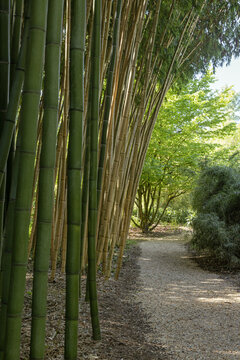 Bambouseraie de Planbuisson en Dordogne