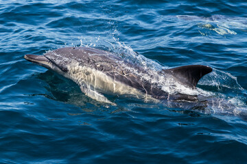 Naklejka premium Wild Dolphin Swimming on the Surface of the Ocean
