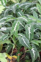 Syngonium wendlandii plant on nursery