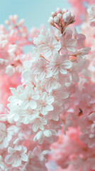 Pastel flower background. Colorful pastel Purple pink and white. Backdrop with space for text. Eye-catching background for social media and printing design. 