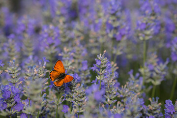Orange butterfly on a lavender flower