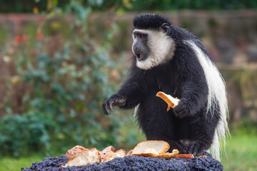 A female black-and-white colobus monkey eating slices of bread on the grounds of Lake Naivasha Sopa...