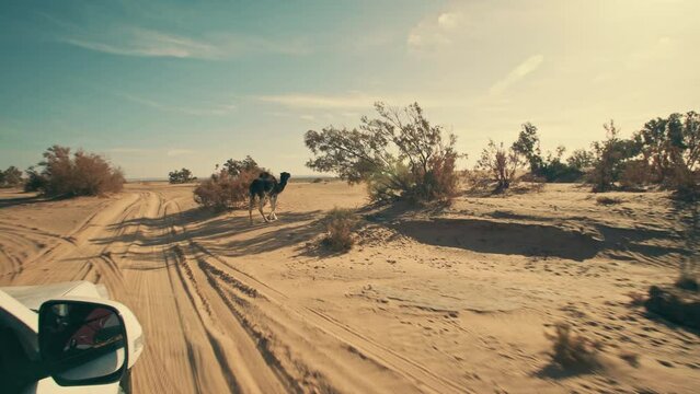 Driving shot in the Sahara Desert, spotting a camel dromedary. Sand dunes and some vegetation as a 4x4 vehicle drives through a beautiful sand path on a sunny desert day. 