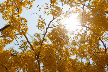 Fototapeta premium Golden shower tree in full bloom. Vibrant yellow flowers and sunny sky.