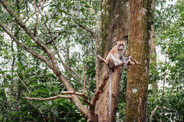 Fototapeta premium A macaque sitting quietly on a branch