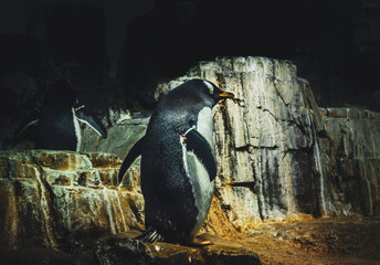 Gentoo penguins are the third-largest species of penguin easily recognized by the wide, white stripe extending like a bonnet across the top of its head and its bright orange-red bill. 