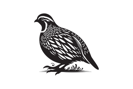 recommend clip art: A quail silhouette in vector style 