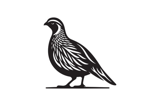 recommend clip art: A quail silhouette in vector style 