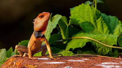 close up of a lizard