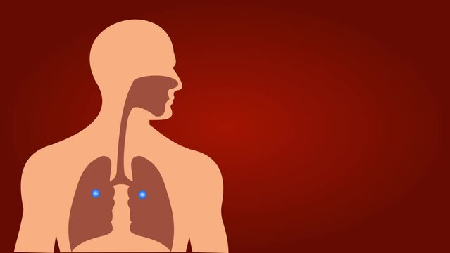 Respiration Process Animation Oxygen Intake to Carbon Dioxide Release