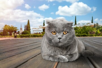 Cute domestic cat sitting at outdoor