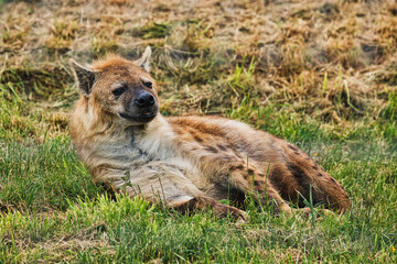 Hyena resting on grass