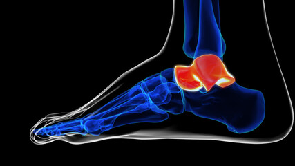 Lateral view of talus bone foot bones anatomy for medical Concept 3D rendering