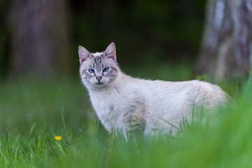A beautiful white cat stands in the grass and looks at the camera. 