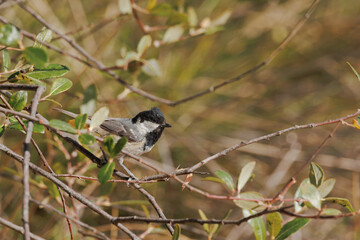 Carbonero garrapinos (Periparus ater) en su hábitat natural, Alcoy, España