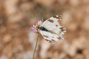 Mariposa pontia daplidice alimentandose de flor escobilla morisca, sixalix atropurpurea, Alcoy, España