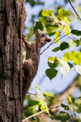 Ardilla roja, Sciurus vulgaris, subiendo por un pino en el preventorio de Alcoi, España