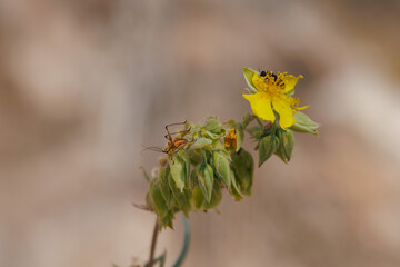 Planta de té de monte, helianthemum syriacum, con Ninfa phaneroptera nana y escarabajo en la flor, Alcoy, España