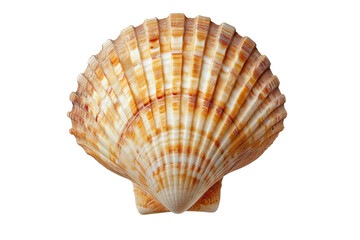 Obraz premium Close-up image of a vibrant, orange-striped seashell, showcasing unique patterns, captured against a clean transparent background. Nature's art in marine life.