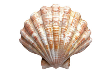 Close-up of a beautiful seashell with a textured, ridged surface and natural coloration, isolated on a transparent background.