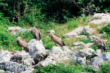 The Griffon Vultures of the regional nature reserve of Lake Cornino, Italy
