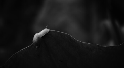 葉先を這うオカモノアラガイ / Succinea lauta crawling on the tips of leaves © FRAGMENTSOFHOKKAIDO