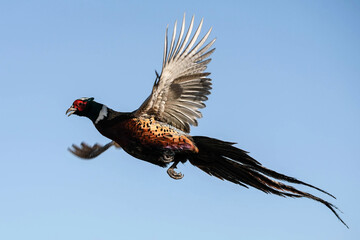 Ring-necked Pheasant Rooster