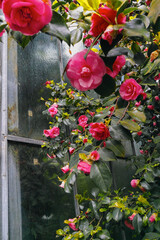 Im Park blüht es, winterharte Kamelie blüht geschützt am Glashaus