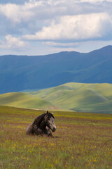 Fototapeta premium Gray horse in young grass on a high mountain plateau in southeast Kazakhstan on a summer day