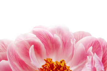 Delicate pink peony flower isolated on white background, close-up, design element © Vita