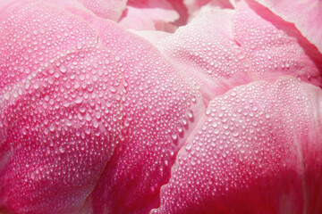 Background of gentle pink peony flower petals covered in morning dew water drops