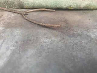 Wood stick, tree trunk on cement ground