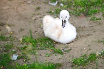Young swan chick (Cygnus olor) on a green bank.