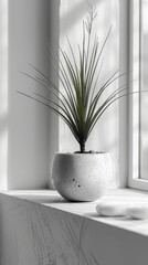 a plant in a white pot on a window sill