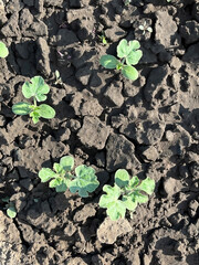sprouts of watermelon grow on a bed in a vegetable garden
